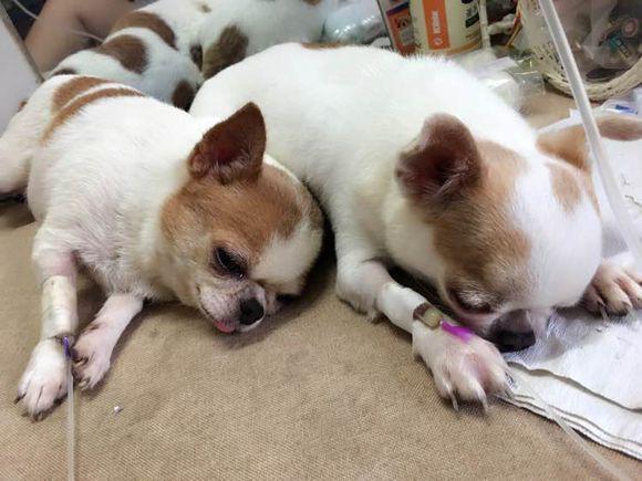 吉娃娃多肉最大的缺点,混血吉娃娃的缺点