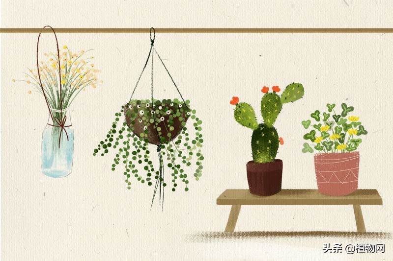 不想盘的手串怎么处理,不想罗汉松开花有什么办法