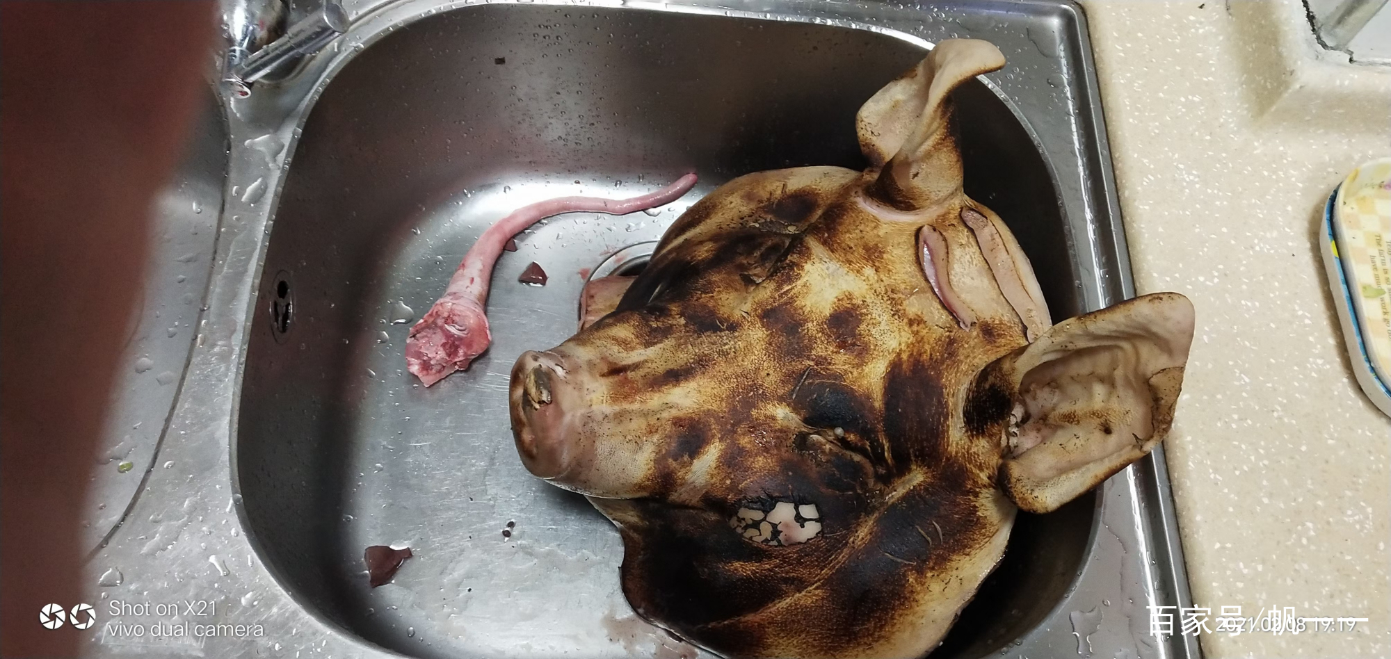 猪头和猪尾是黑色的叫什么猪,猪头和猪是一个意思吗