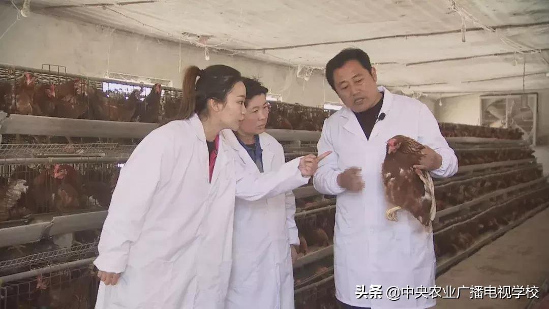 母鸡下软壳蛋吃什么改善,母鸡下软壳蛋怎么补救