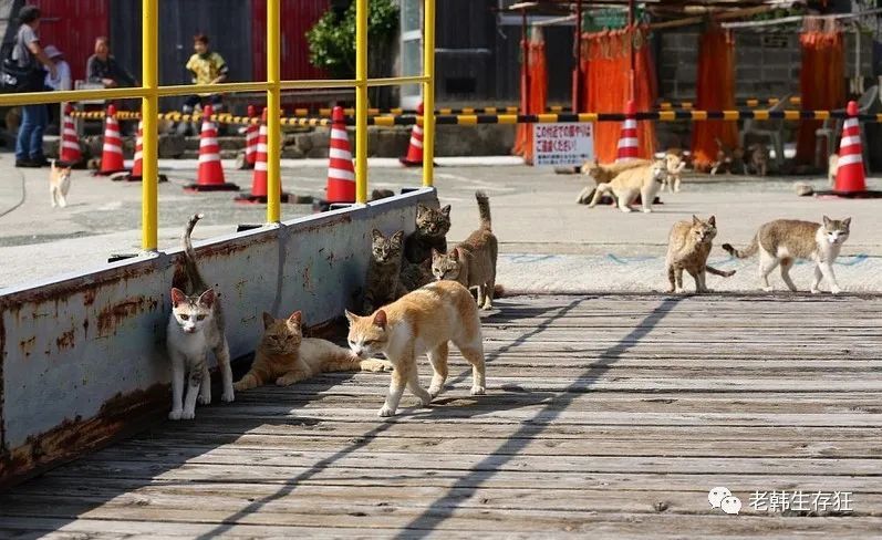 地震求生与自救技巧,生存狂在野外怎么逃生