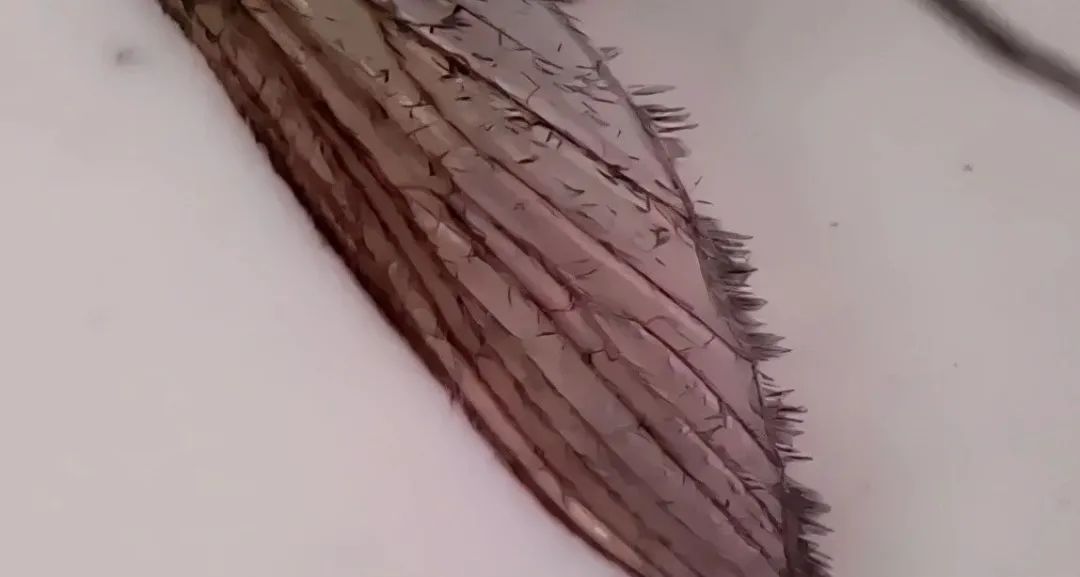 暑假孩子玩手机不如打篮球吧,儿童显微镜放大蚂蚁120倍