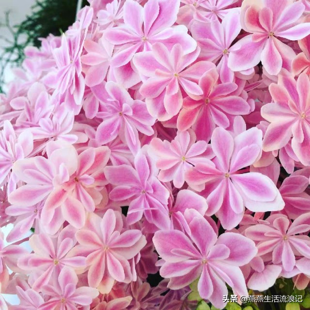 万华镜绣球花发白是什么原因,万华镜绣球花怎么把枝干养粗