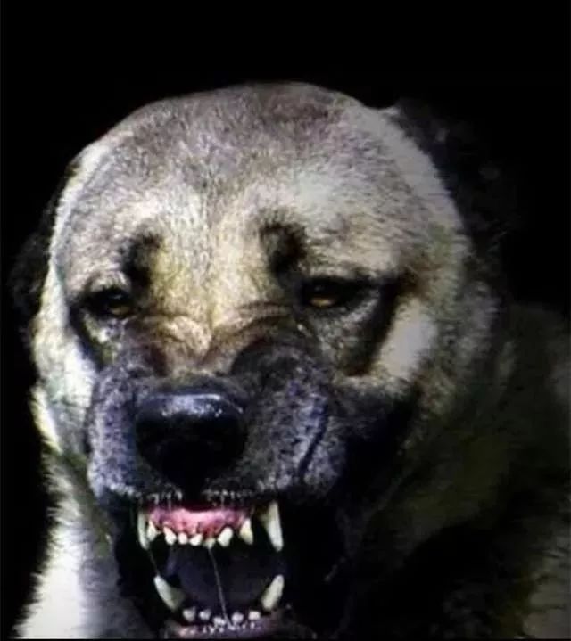 世界上最强的10种狗排名,世界上巨型狗大全