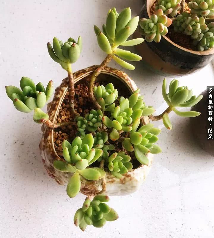 顺风不浪逆风不怂文字图片,顺风不飘逆风不怂绝境不慌