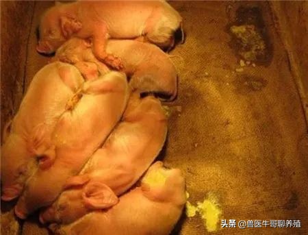 哺乳仔猪呕吐豆腐渣样不拉稀,哺乳母猪呕吐仔猪腹泻
