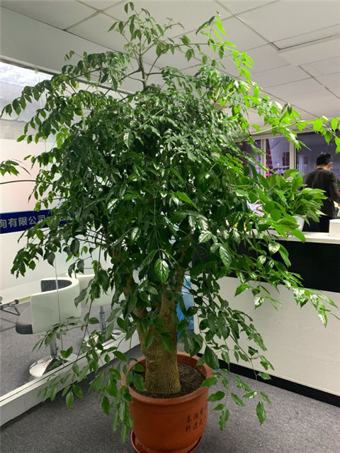 幸福树叶子尖端发黄挽救方法,幸福树叶子很稀怎么变茂盛