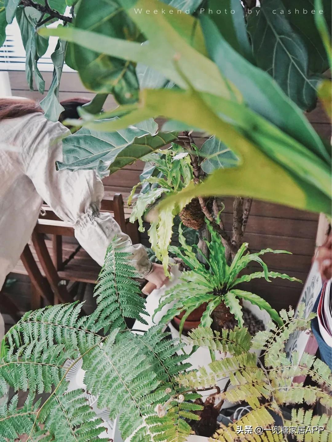 手残党绿植大全,给大家推荐几款超好养的绿植