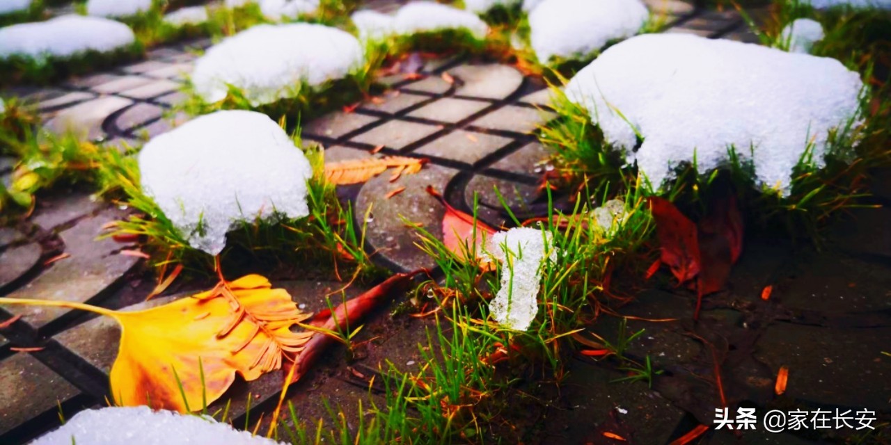 白雪柿子,秦岭草甸高山野菊花