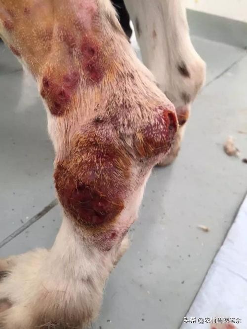 猫狗皮肤病怎么处置,宠物猫狗身上痒怎么办