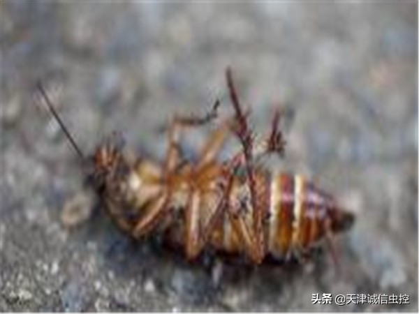 蟑螂卵怎么消灭最彻底最快,家里出现蟑螂以及蟑螂卵怎么消灭