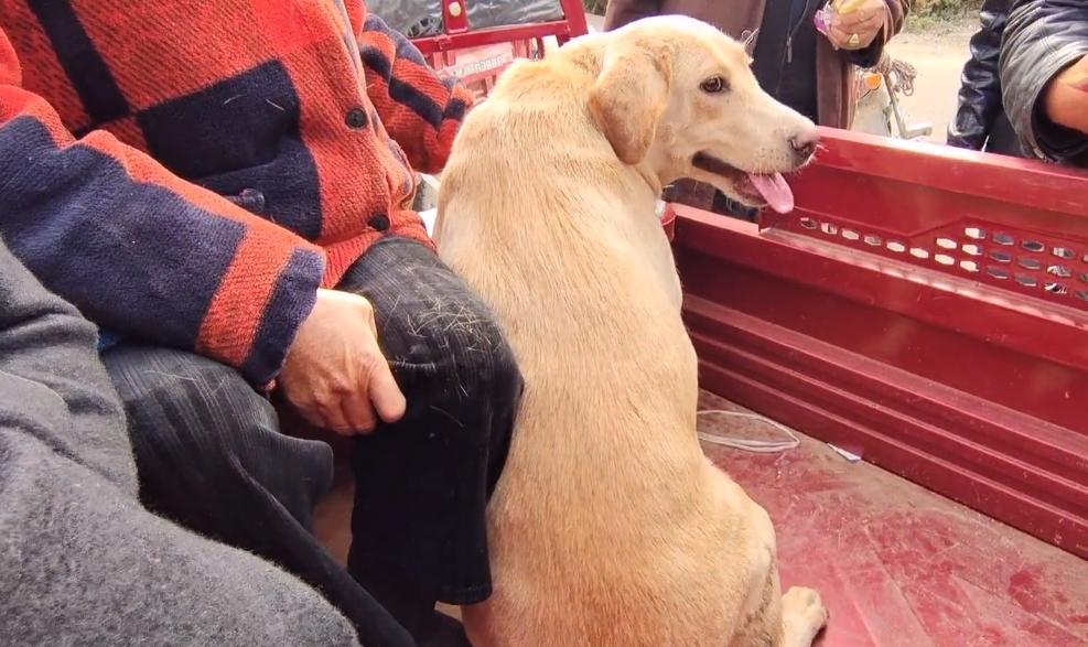 河南：620！百般不舍的拉布拉多易主，大妈泪别：这狗是感情动物