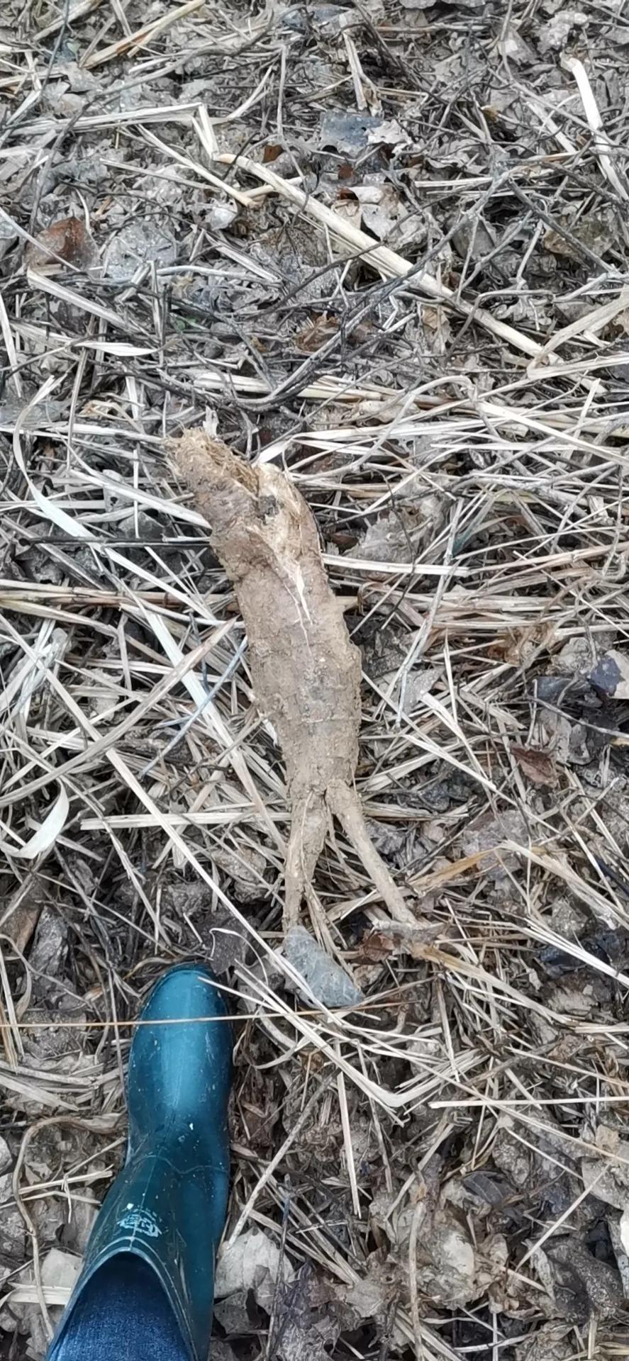 真正的野生葛根图片,纯天然野生葛根图片