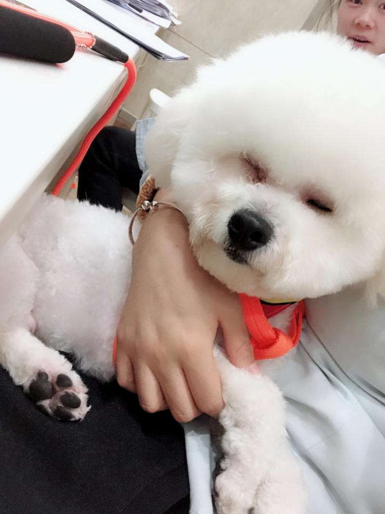 这5种狗狗爱咬人力气非常大,这几种狗狗一生只认一个主人