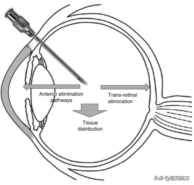 生物分析专栏|眼科用药的药代动力学和生物分析