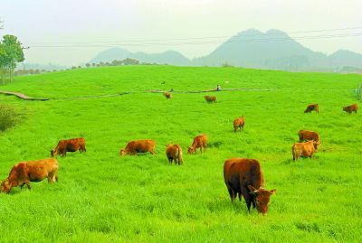 4首辛弃疾的田园风光词，带你远离尘嚣，享受人与自然和谐的美好