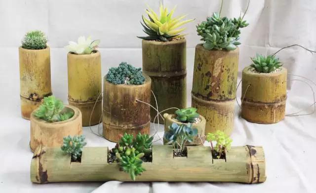 家里花瓶插花放点什么,创意养花花瓶