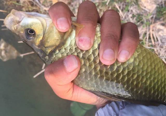 麦芽糖粘小米野钓效果怎么样,麦芽糖蘸小米钓鱼