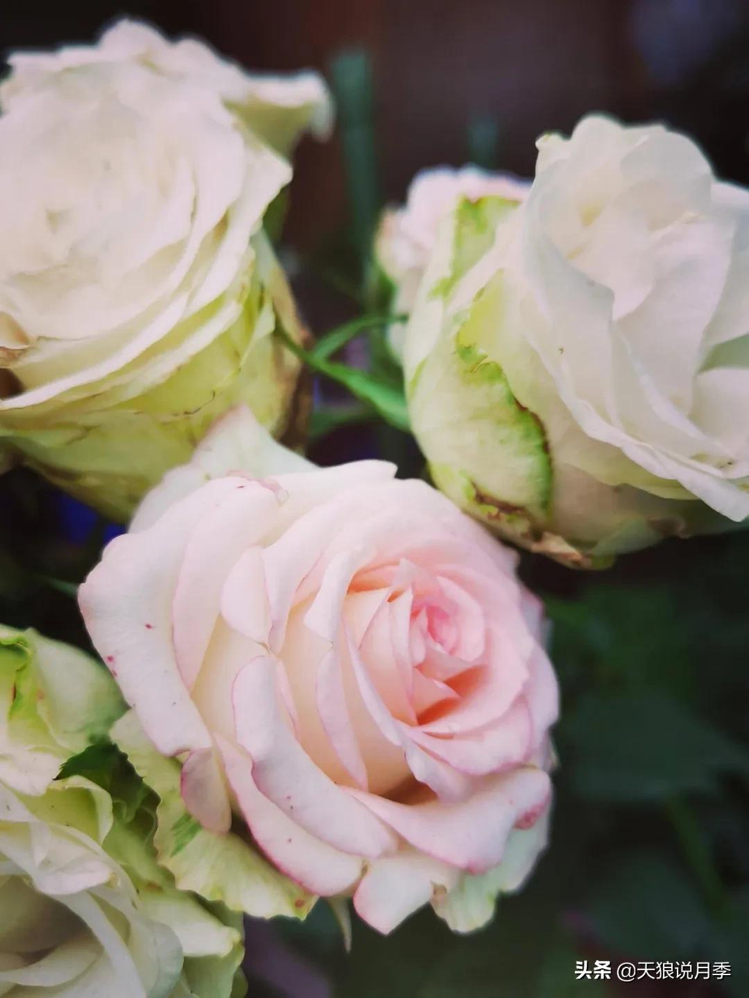 圆滚滚的绣球，瀑布般的花墙，这届花友也太会种花了吧