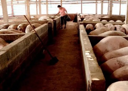 仔猪跳舞是什么原因引起的,猪为什么会跳舞