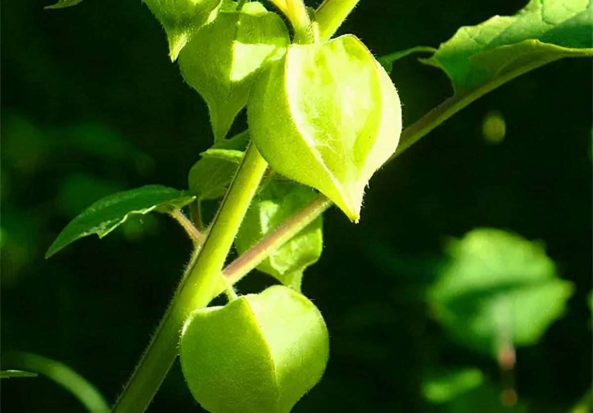 80后的童年吃的野果江西,小时候吃的野果有白汁