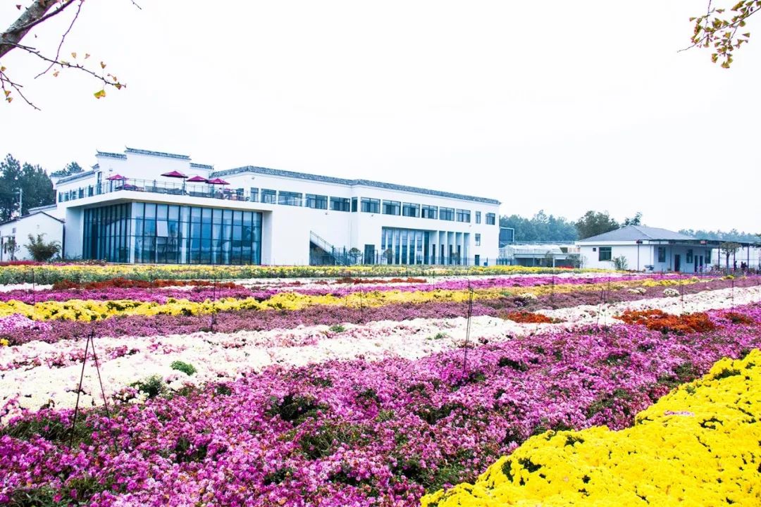 金华十大镇排名,金华十大县排名