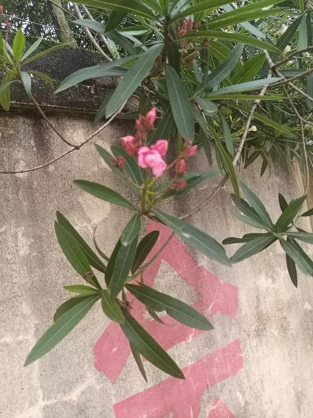 有毒的夹竹桃怎么去除,有毒的夹竹桃