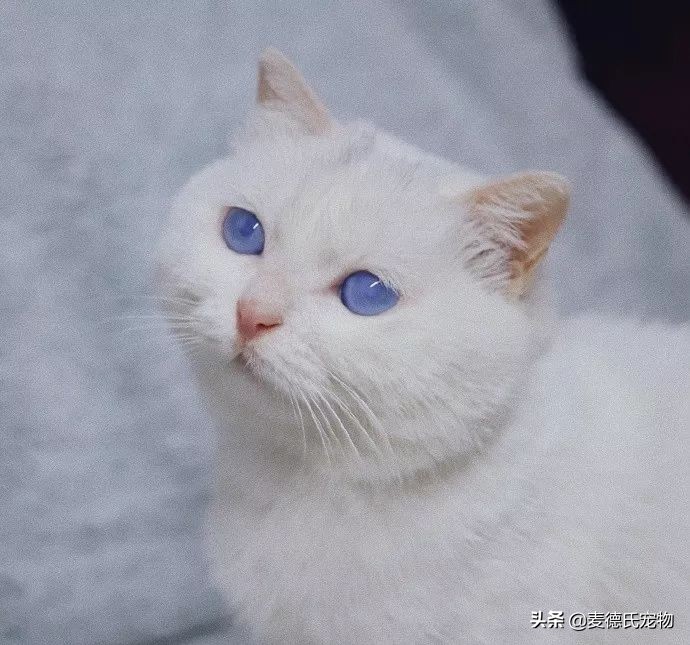 抖音里最火的网红猫,抖音上的几大网红猫