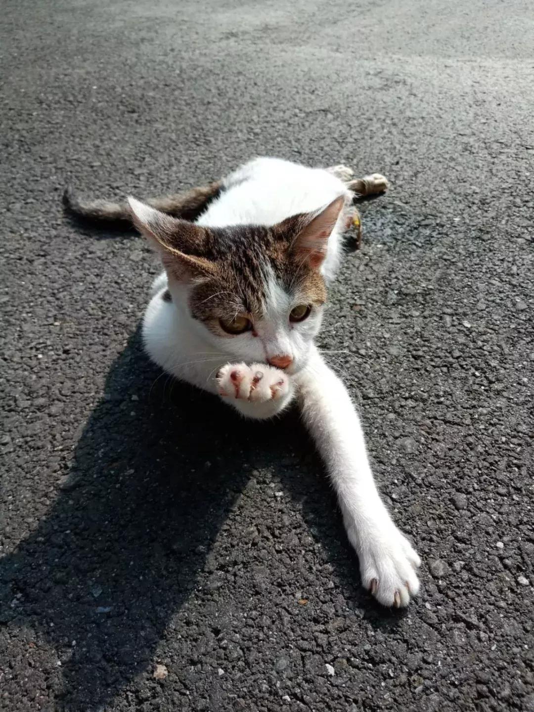 猫咪受伤自愈能力强吗,猫咪受伤不能自主进食