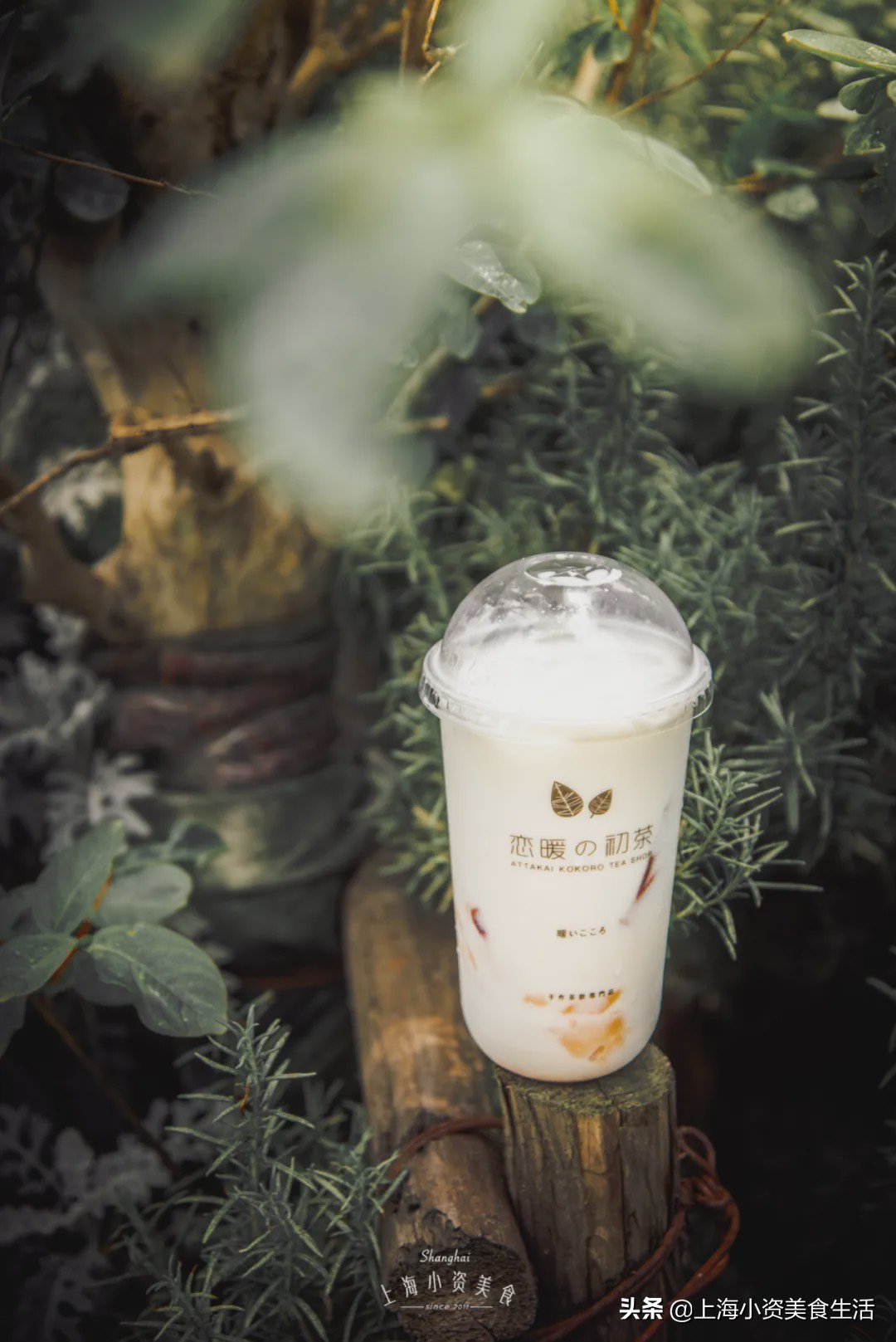 奶茶网红牛乳茶,奶茶各种网红饮品