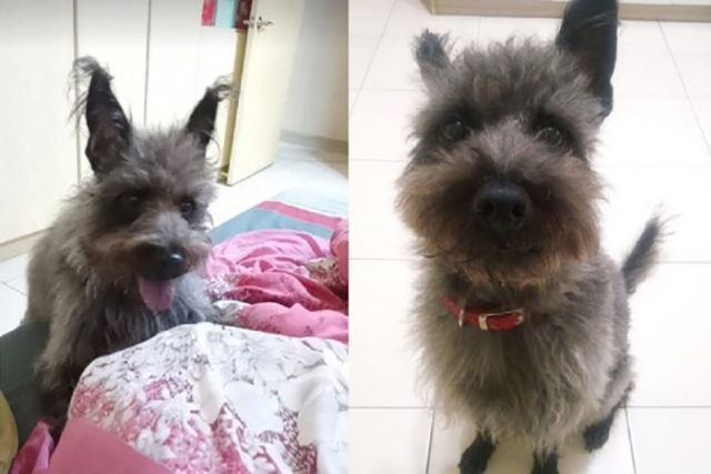 小狗黑色变棕色了,小狗黑毛色变黄怎么回事