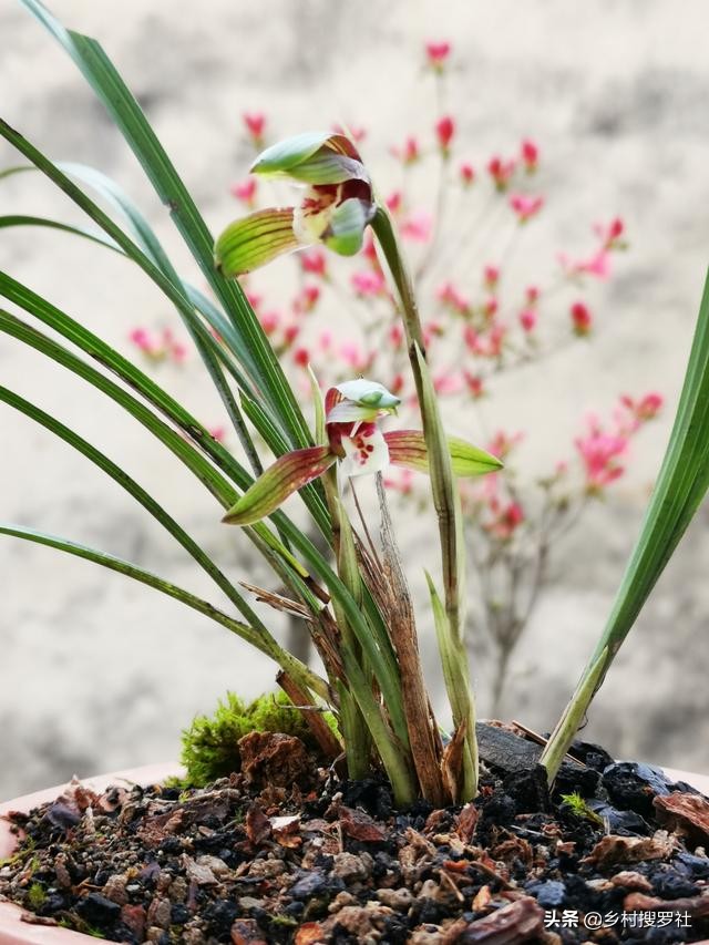 夏天兰花浇水得茎腐病,多菌灵治水仙烂根吗