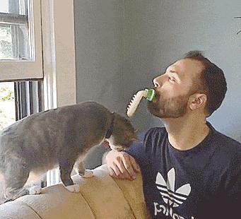 为什么猫咪喜欢舔你手,猫咪喜欢舔你并轻轻咬你