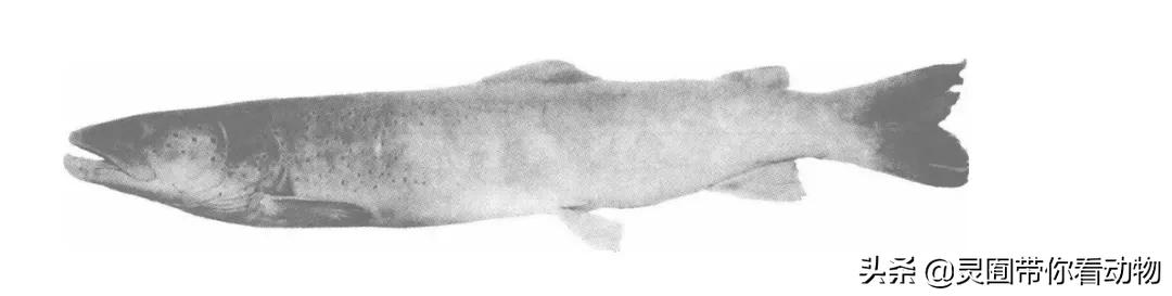 金日成爱吃的它,居然已经在国内绝迹?