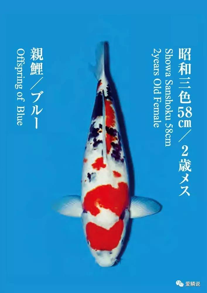 十几条回答每日优质问答,4个优质问答经验分享