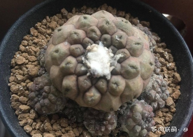 不管什么多肉都适合叶插吗,不管什么多肉都可以变老桩吗