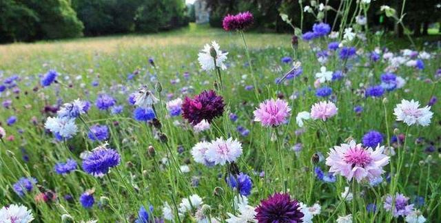 蓝色矢车菊怎么催芽,蓝色矢车菊