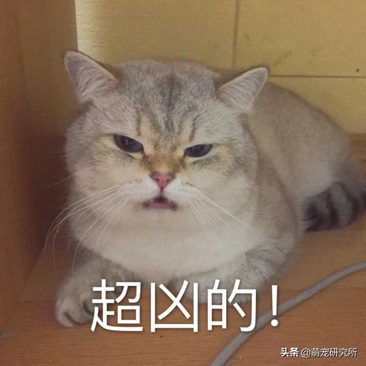 你家英短蓝猫什么样,美短英短哪个性格好
