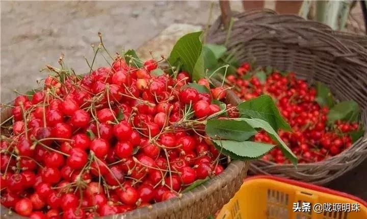 西安摘樱桃的地方推荐附近,西安周边摘樱桃去哪里