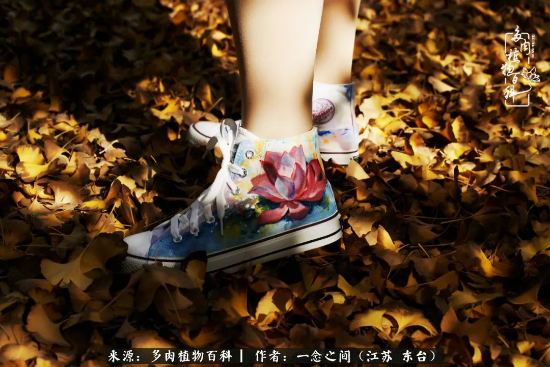 一见多肉误终生,一见多肉误终生从此入了养花坑