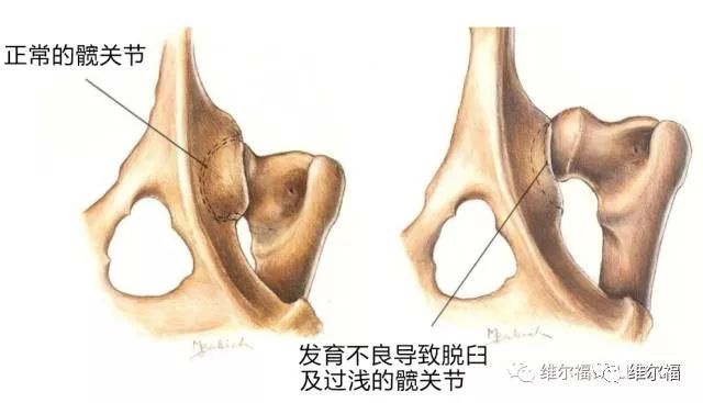 请用绝育保护它——宠物营养师亲身讲述自家爱犬绝育经历
