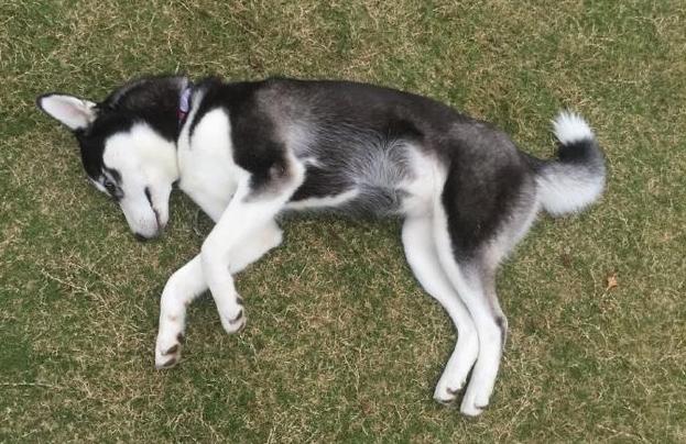 狗狗这5种疾病，容易导致死亡，感冒居然也算？