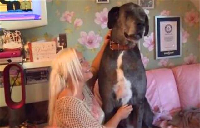 经典传奇故事世界上最大的狗,盘点世上最大的狗