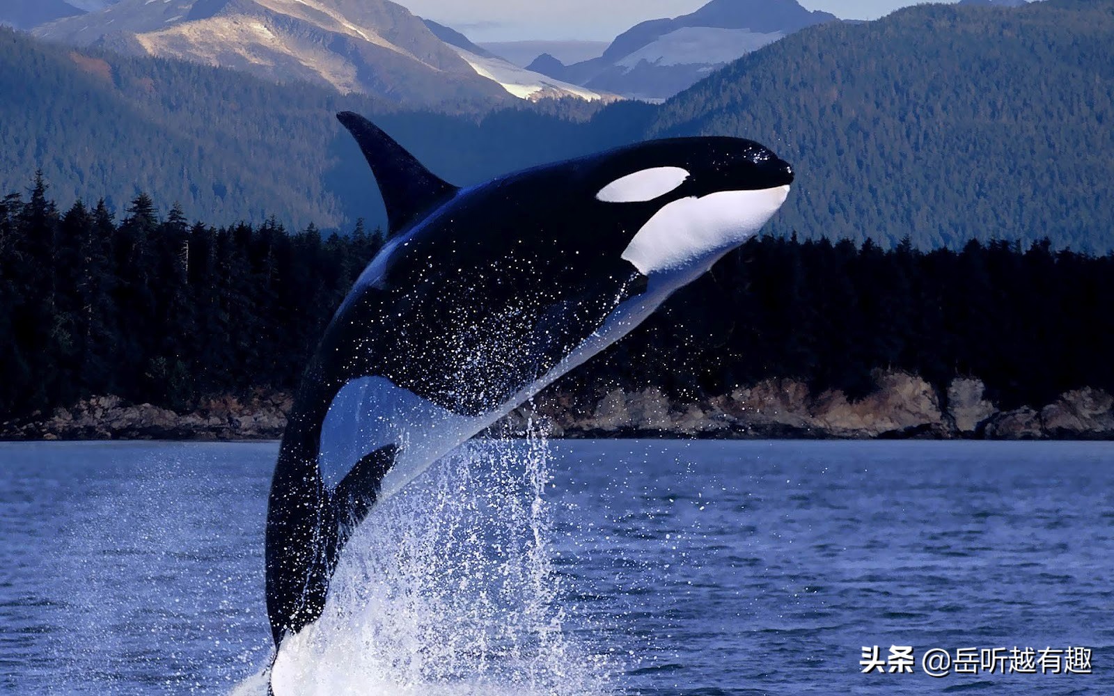 力与美的结合的舞蹈点评,力与美的结合说说