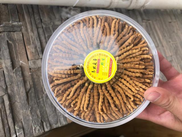 冬虫夏草什么地方最好,哪些地方的冬虫夏草功效好