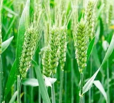 芸苔素磷酸二氢钾肥,你一定要知道的关键营养