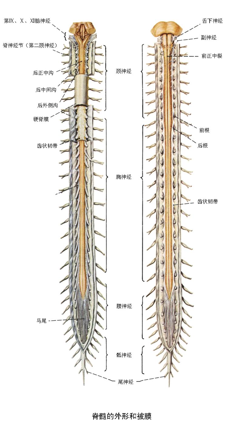 脊髓型颈椎病脊髓受压多久会瘫痪,脊髓型颈椎病会引起腰椎痛吗