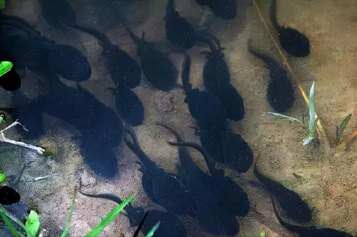 深圳海上田园一日游,深圳宝安海上田园风景