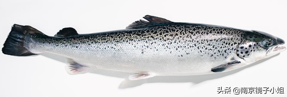 三文鱼刺身海鲜店,广州三文鱼刺身日料店