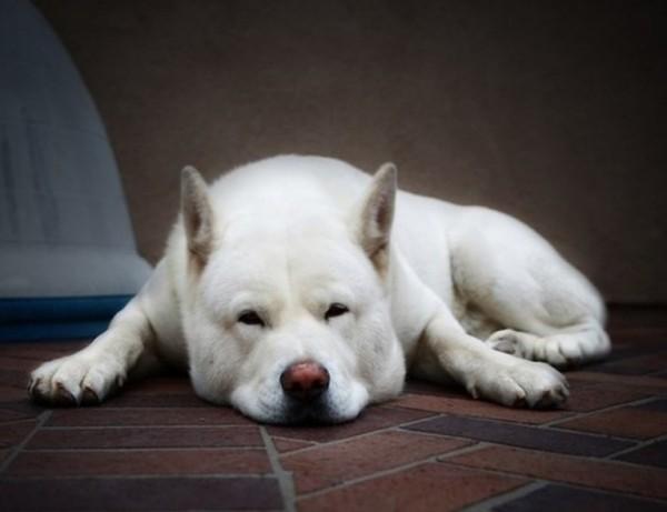 45种常见狗狗认几种主人,45种常见狗狗拉布拉多图片